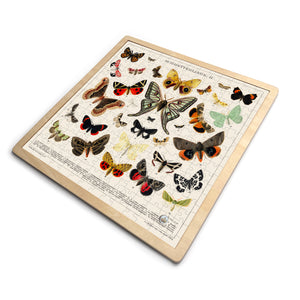 Butterflies + Moths Assembled in Puzzle Palette